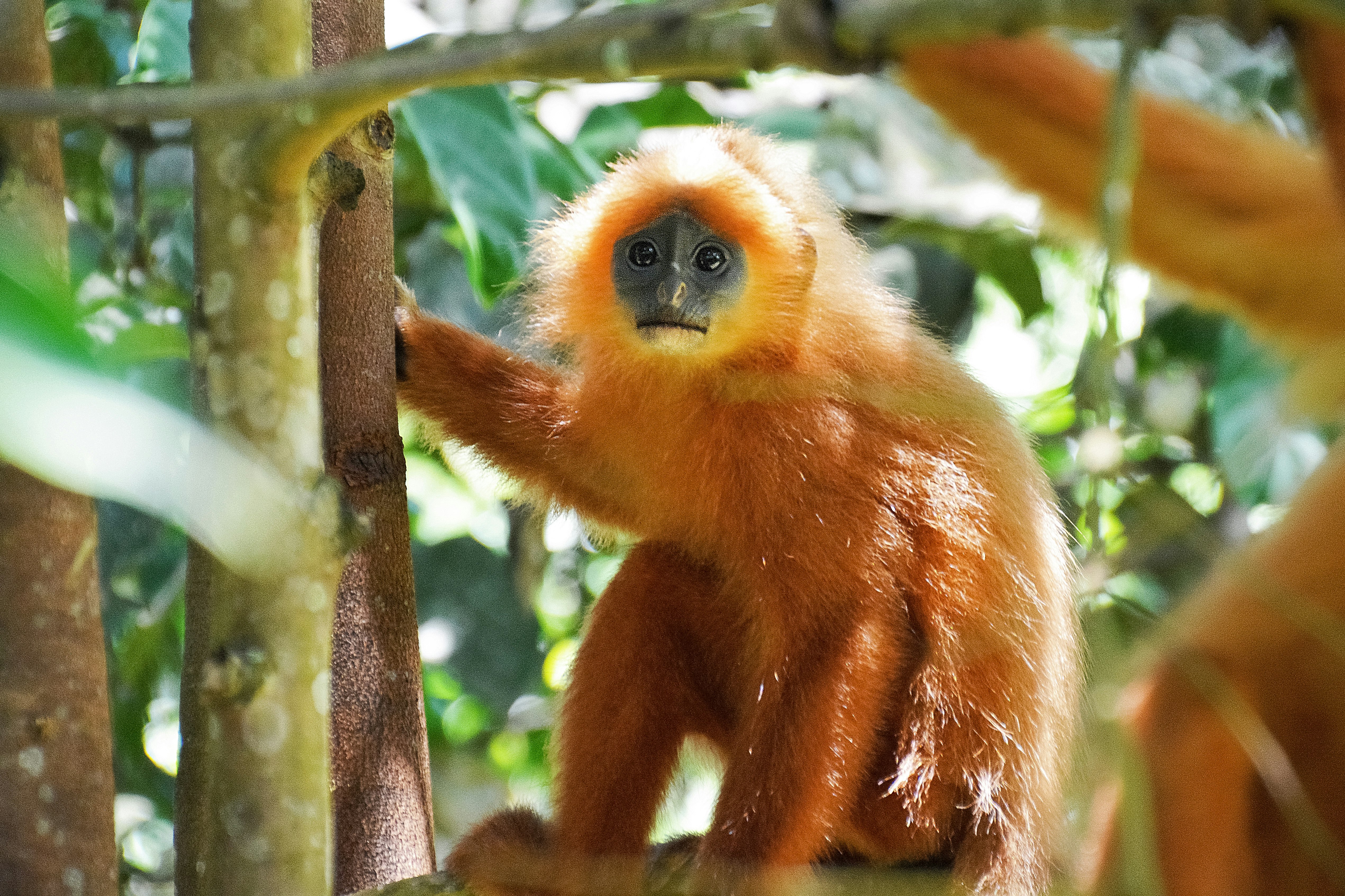 brown monkey on tree branch during daytime